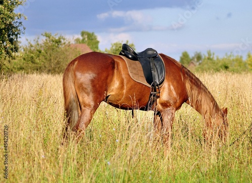 A red horse with a saddle