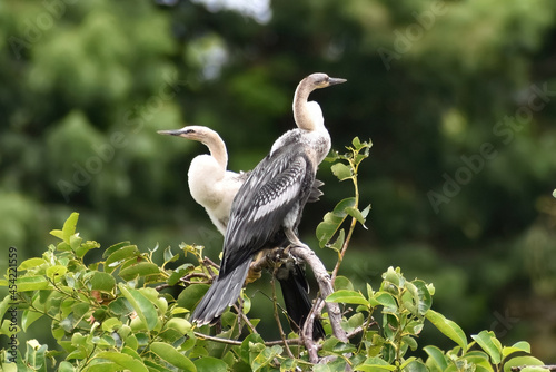 low angle view of an anhinga in the tree photo