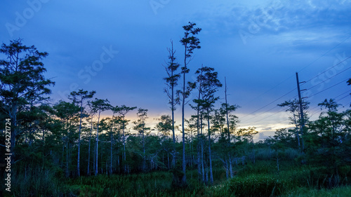 dawn in the south Florida swamp