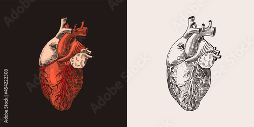 Red heart organ. Human biology, anatomy illustration. Engraved hand drawn in old sketch and vintage style. 