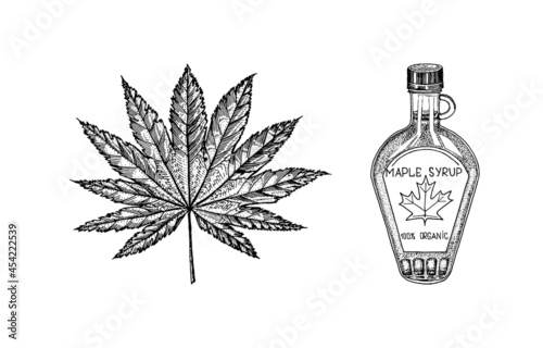 Bottle of maple syrup and Leaf. Vintage hand drawn drawing style. Plant or herb. Acer platanoides or macrophyllum.