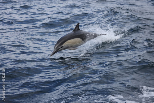 dolphin jumping out of water, common dolphin 