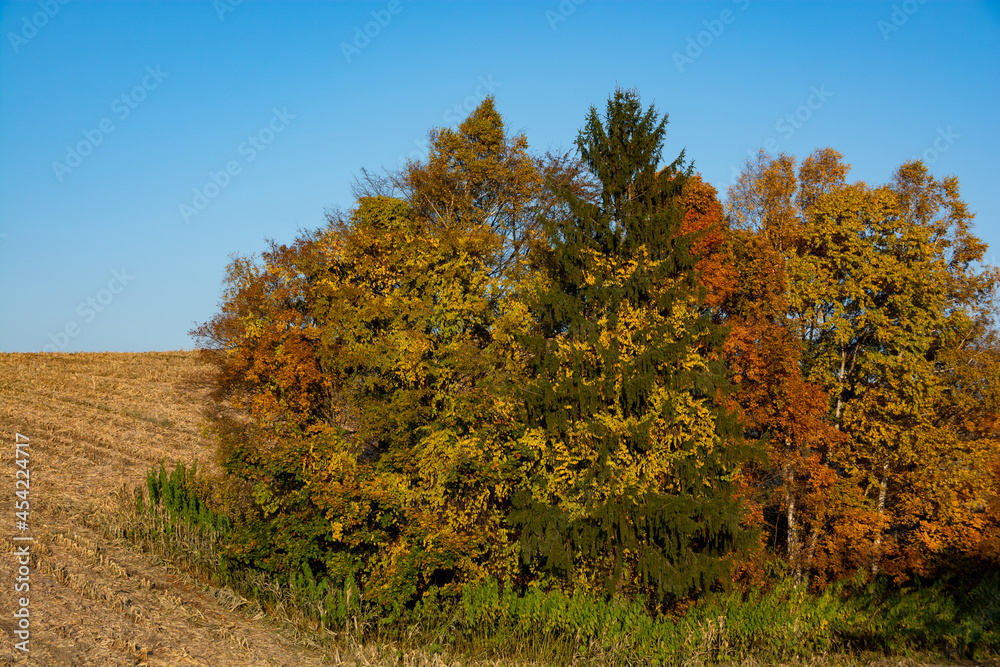 カラフルな秋の林と青空
