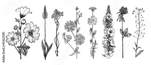  Althaea Clover Trefoil Capsella Mullein Verbascum Cichorium Chicory Endive Plantago or Helichrysum arenarium or dwarf everlast or immortelle. Botanical plant illustration. Hand drawn floral bouquets