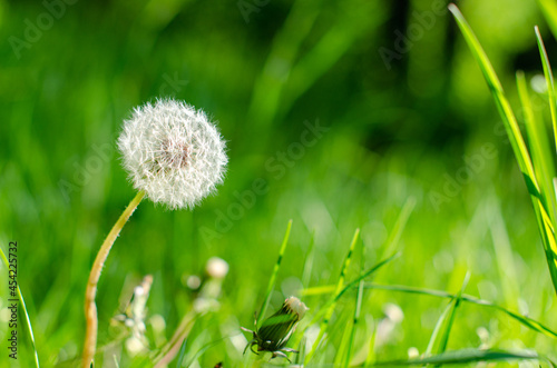 A dandelion in the grass