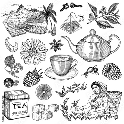 Herbal Tea bag brewing cooking directions. Teapot  cup  sugar  plants  landscape  raspberries  croissant  lemon  chamomile. The woman is harvesting. Ingredients for shop frame. Engraved style.