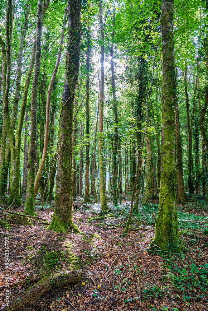 Fototapeta premium Forest trees viewed from under