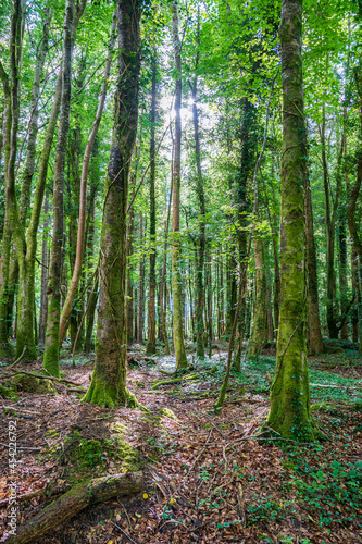 Forest trees viewed from under