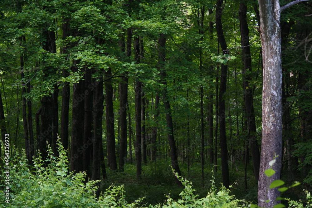 Fototapeta premium Grove at Barkhamsted, CT (2/2)