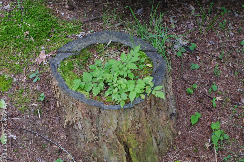 Obraz premium 切り株