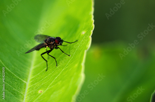 fly on green leaf macro shoot