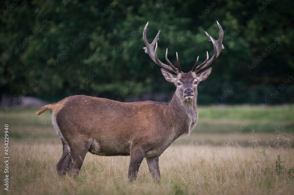 Beautiful deer in the park in summer time Beautiful deer in the park in summer time