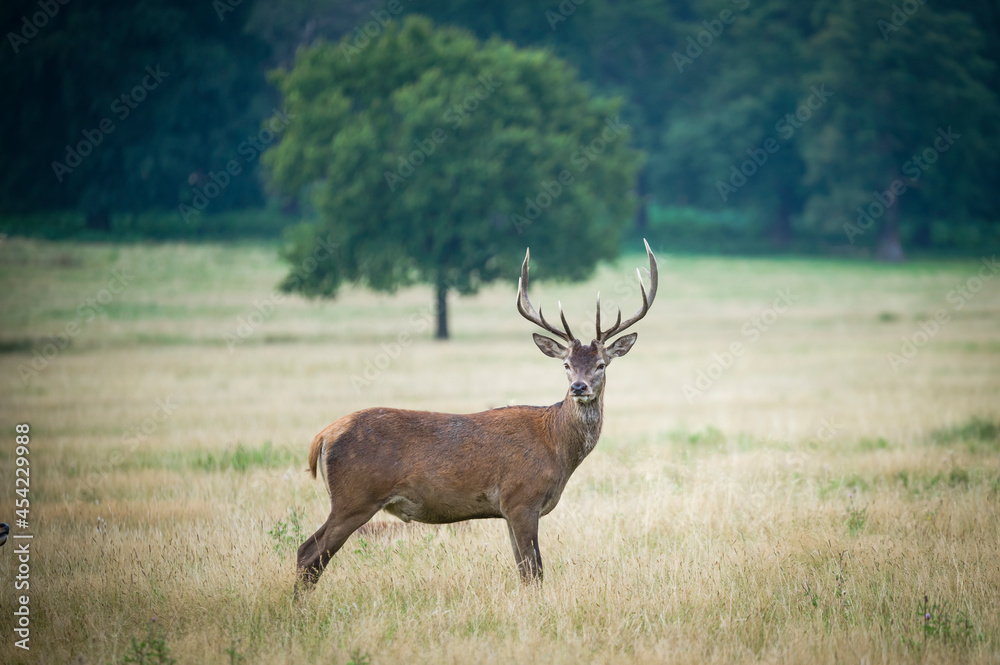 Beautiful deer in the park in summer time Beautiful deer in the park in summer time