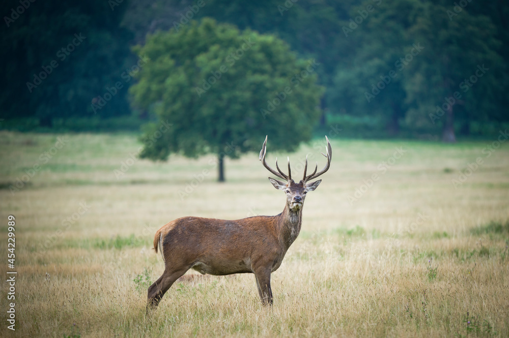 Beautiful deer in the park in summer time Beautiful deer in the park in summer time