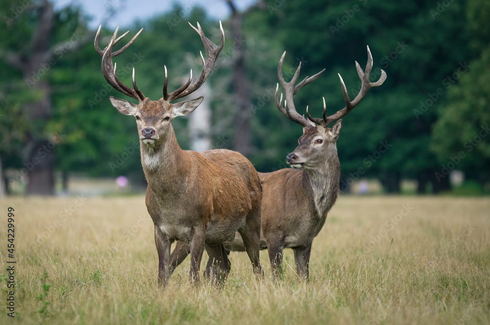 Obraz premium Beautiful deer in the park in summer time
