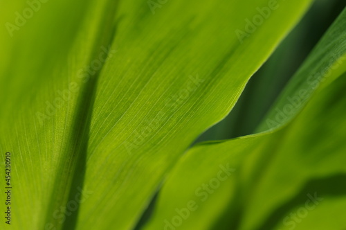 緑の葉（エコイメージ,背景,バックグラウンド,テクスチャ）
