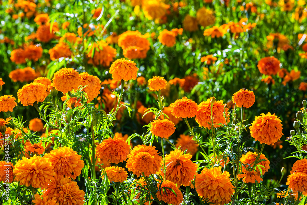 Flor de Cempasúchil Stock Photo | Adobe Stock