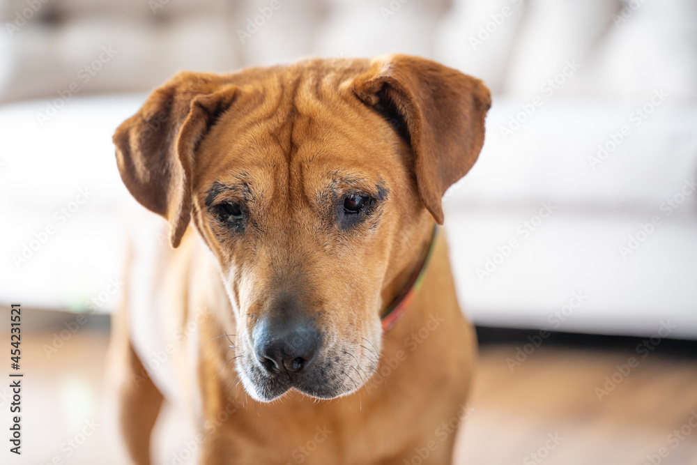 Beky, an adorable blind dog. Beky, an adorable blind dog.