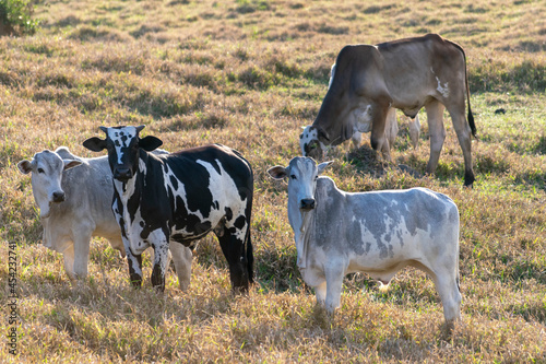 Fototapeta Naklejka Na Ścianę i Meble -  Nelore and Holende cattle in the pasture