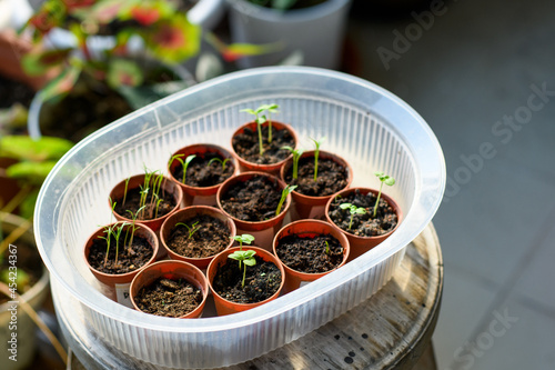 Varietal seedlings of herbs, salad, veggies and flowers in pots. Organic sprouts. Season of planting herbs and vegetables.