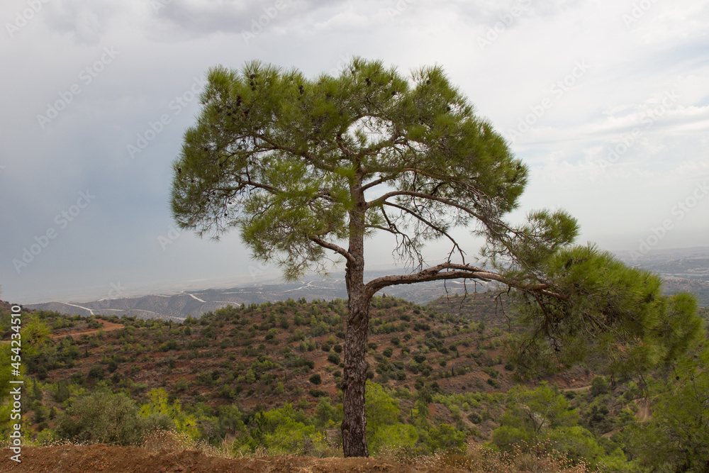 Conifer tree near Monastery Stavrovouni, Larnaka, Cyprus.