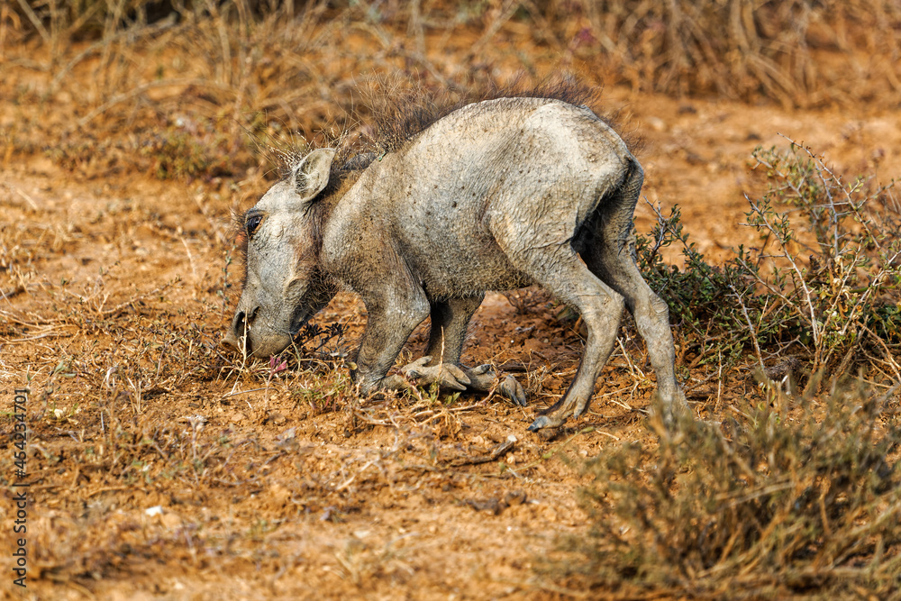 Juvenile warthog kneeling while feeding on roots Juvenile warthog kneeling while feeding on roots