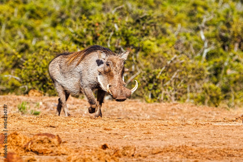 Male Warthog with long mane walking across veldt Male Warthog with long mane walking across veldt