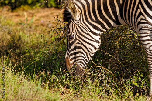 Head shot of Zebra grazing on grass