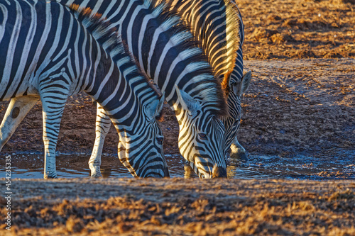 Three Zebra drinking at waterhole in evening