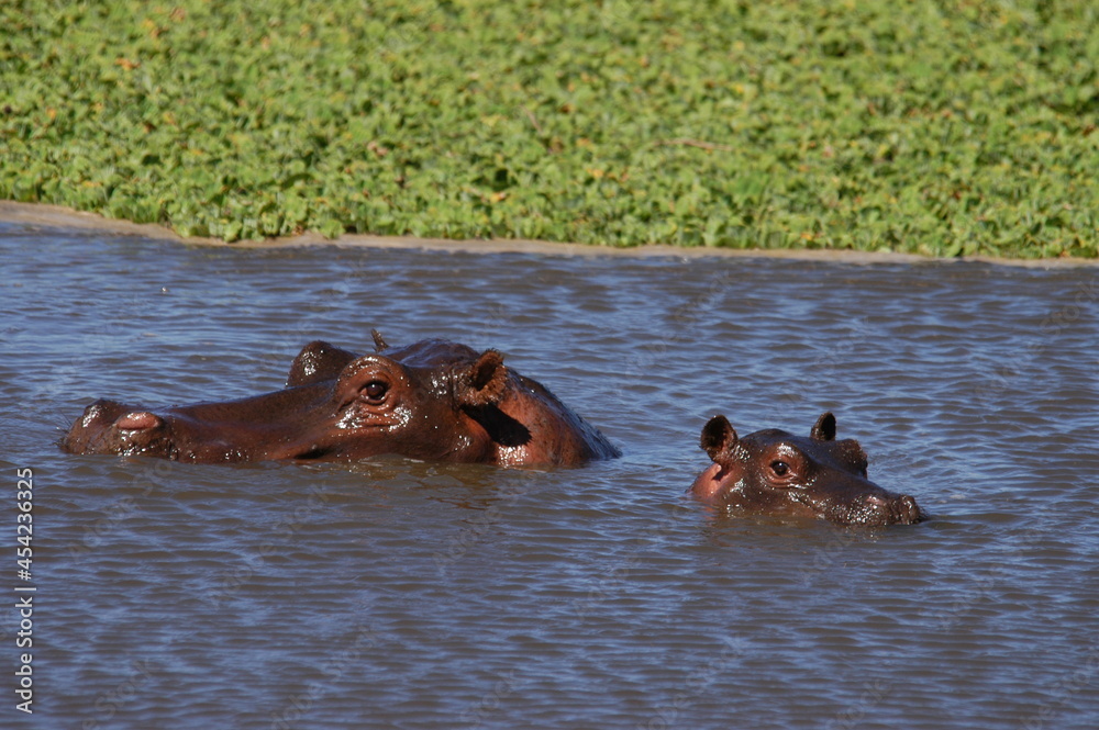 Fototapeta premium Hippo family living in Masai Mara, Kenya