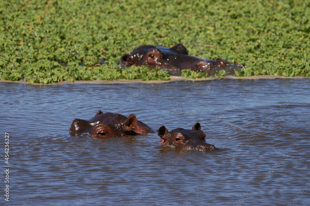 Fototapeta premium Hippo family living in Masai Mara, Kenya