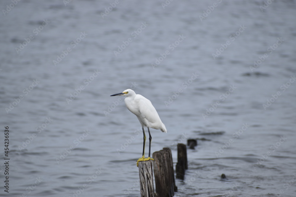 Snowy white egret Snowy white egret