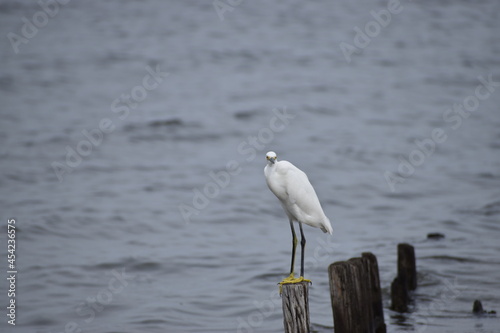Snowy white egret © Jeff N.