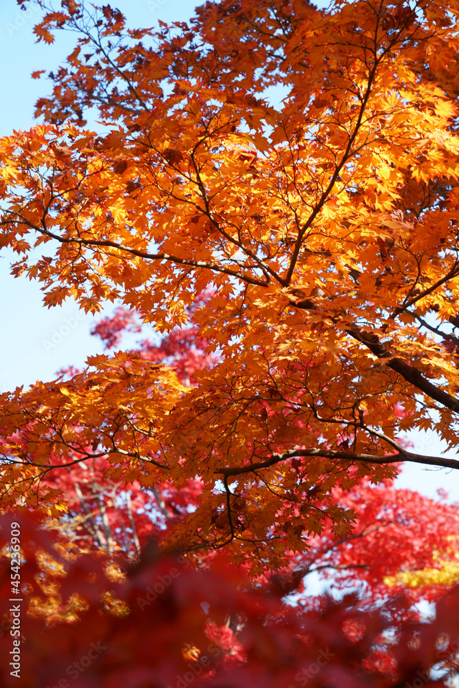 カラフルな日本のカエデの紅葉