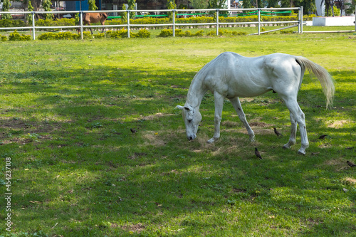 A white adult horse freely grazing grass in open pasture of a ranch