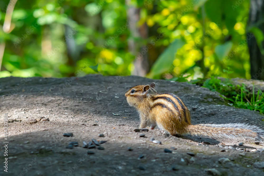 a red brown Siberian chipmunk with black stripes is sitting on a stone in a green forest with sunflower seeds and food stuffed into its cheeks a red brown Siberian chipmunk with black stripes is sitting on a stone in a green forest with sunflower seeds and food stuffed into its cheeks