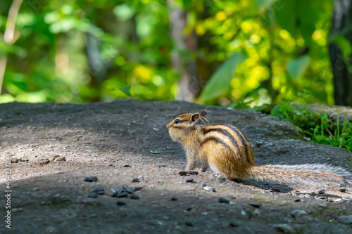 a red brown Siberian chipmunk with black stripes is sitting on a stone in a green forest with sunflower seeds and food stuffed into its cheeks