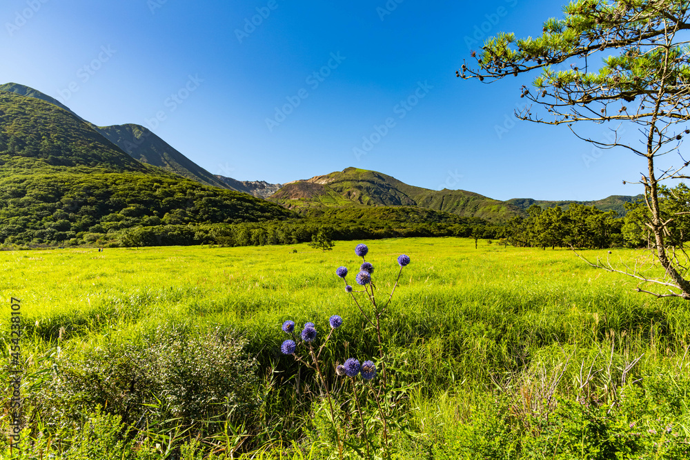 長者原湿原に自生する花 長者原湿原に自生する花