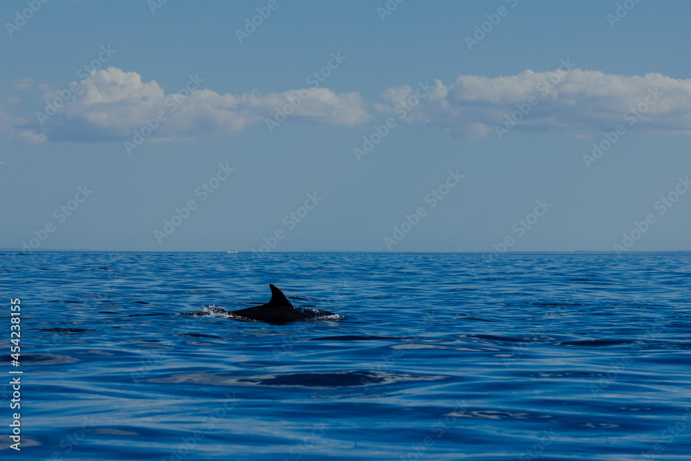 Fototapeta premium Toninas en el Golfo de California