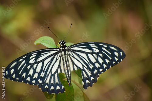 butterfly on leaf © Jitender kumar