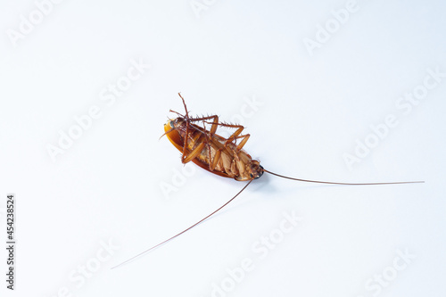 dead cockroach on white background 
