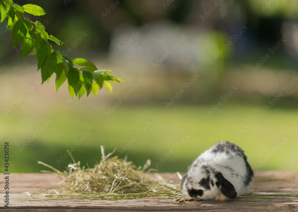 Obraz premium rabbit eating grass with bokeh background, bunny pet, holland lop 