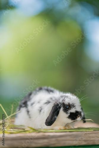 rabbit eating grass with bokeh background, bunny pet, holland lop
