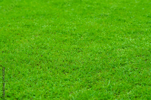 Green grass background, football field 