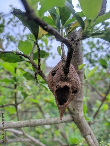 Wasp house