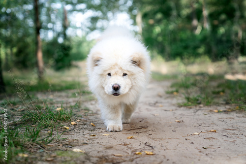 Biały pies rasy chow chow na soacerze