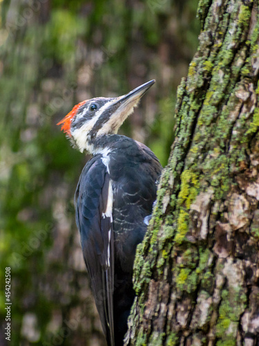 Pileated Woodpecker is sitting on Tree Trunk on a sunny day