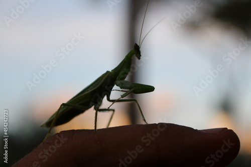  green mantis on a piece of wood