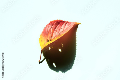 cherry autumn leaf in red and yellow
