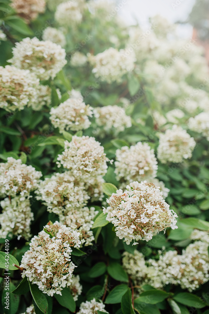 lush green bush with blooming white hydrangea flowers. vegetable backdrop. vertical, selective focus lush green bush with blooming white hydrangea flowers. vegetable backdrop. vertical, selective focus